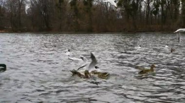 Yumuşak odak videosundaki kuşlar, denizde yemek yiyen ördekli martılar. Martılar denizin üzerinde uçar.
