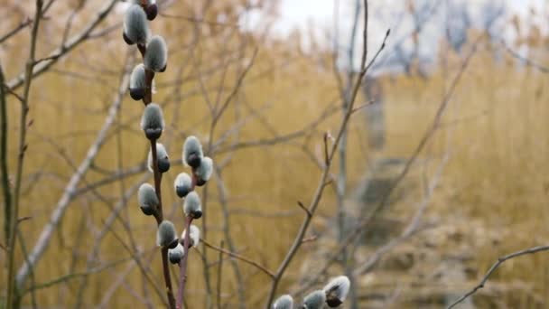 Schöner Blühender Zweig Wald Natur Hintergrund Flauschige Weidenknospen Blühen Zeitlupe — Stockvideo