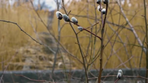 Nature Background Blooming Fluffy Pussy Willow Buds Slow Motion Spring — Wideo stockowe