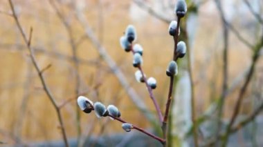 A pussy-willow branch sways in the wind, a pussy-willow blossom close-up. Nature background. Branch with blooming Fluffy pussy-willow buds bloom.