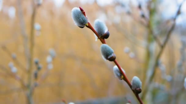 Willow Branch Nature Background Branch Blossoming Fluffy Pussy Willow Buds — Vídeo de stock