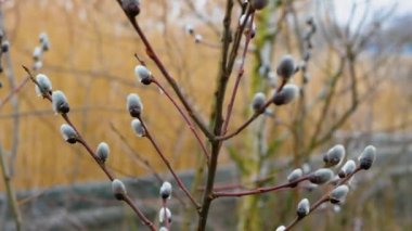 Willow branch in motion in slow motion. Nature background. A branch with blossoming fluffy pussy-willow buds