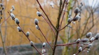 Beautiful nature background. Willow branch in motion in slow motion. Nature background. A branch with blossoming fluffy pussy-willow buds