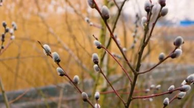 Beautiful nature background with a blooming spring tree. A branch with blossoming fluffy pussy-willow buds. Willow branch in motion in slow motion. Nature background