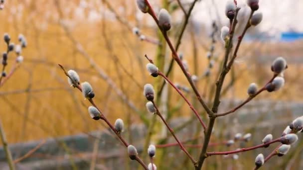 Beautiful Nature Background Blooming Spring Tree Branch Blossoming Fluffy Pussy — Wideo stockowe