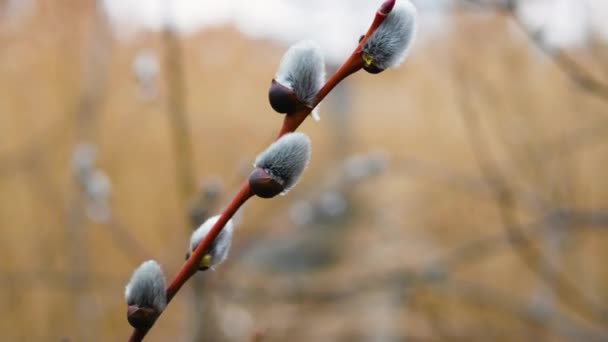 Beautiful Branch Pussy Willow Sways Wind Close Blooming Pussy Willow — Wideo stockowe