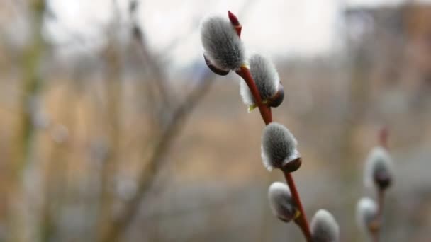 Spring Flowering Tree Pussy Willow Branch Sways Wind Close Pussy — Wideo stockowe