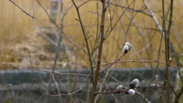 Zweig Eines Blühenden Frühlingsbaumes Natur Hintergrund Flauschige Weidenknospen Blühen Zeitlupe — Stockvideo