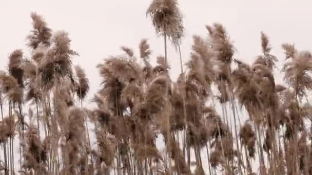 Пухнасті Декоративні Трави Ширяють Вітрі Природі Високі Жовті Колоски Весільний — стокове відео