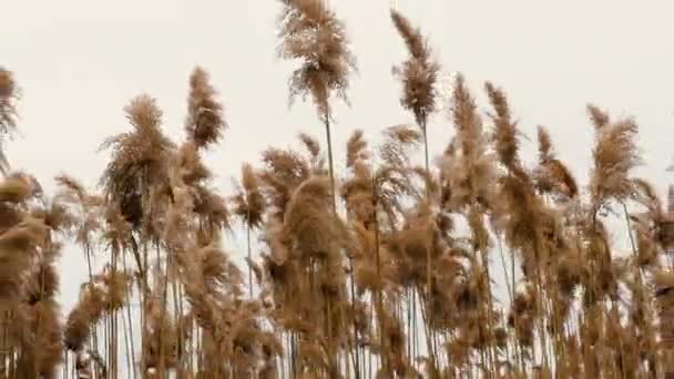 Tall Grass Nature Background Beautiful Tall Yellow Spikelets Sway Wind — Stock Video