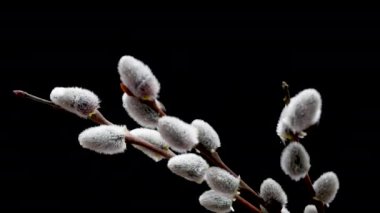 Böcekli Paskalya söğüdü. Willow siyah arka planda hareket halinde. Kabarık sarı tomurcukları olan söğüt çiçeği. Bahar söğüt çiçeklerinin hızlandırılmış fotoğrafları. Siyah arkaplanda bir çiçeğin video arkaplanı