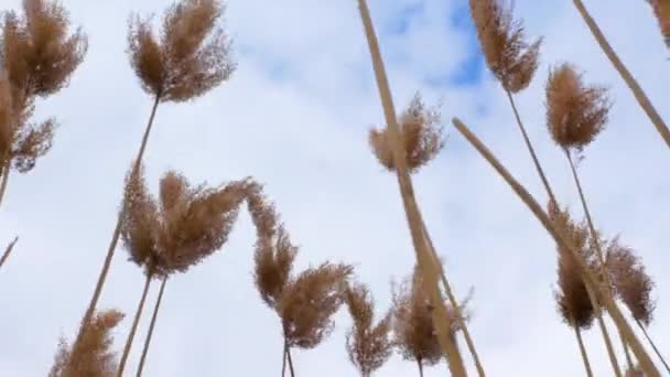 Höga Gula Fluffiga Dekorativa Spetsar Naturbakgrund Vackra Spikelets Svajar Vinden — Stockvideo