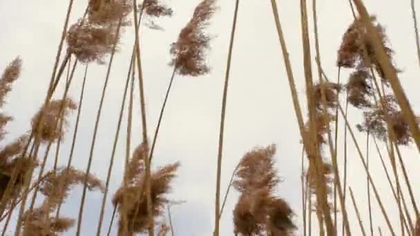 Spikelets Sway Wind Stems Dry Yellow Grass Beautiful Decorative Grass — Stock Video