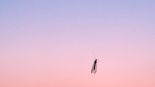 Een Gevleugeld Insect Bij Zonsondergang Een Mug Het Glas Een — Stockvideo