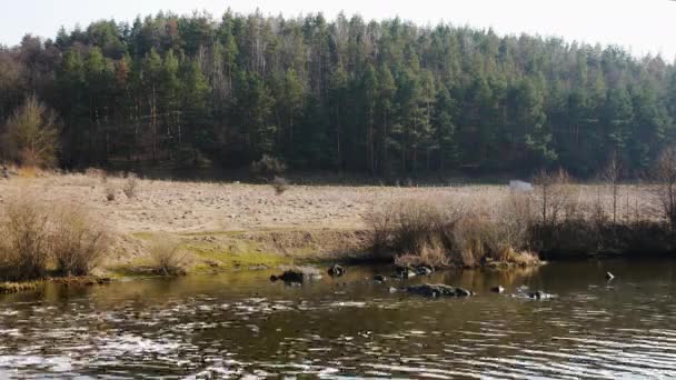 Řeka Lese Časový Úsek Řeky Přírodě Hustý Les Krajina Vysokými — Stock video