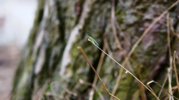 Zielony Koronkowy Owad Midge Jest Zielony Skrzydłami Owad Gałęzi Lesie — Wideo stockowe