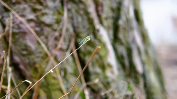 Insecte Ailé Vert Genre Lacrymogène Insecte Sur Une Branche Dans — Video