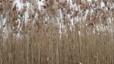 Arka planda yüksek dikenler, rüzgarda sallanan sarı dikenler. Kabarık çalılıklar.