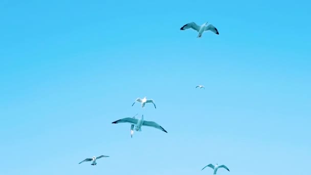 一群海鸥在蓝天中飞翔 鸟儿在群中飞翔 海鸥在飞行 — 图库视频影像