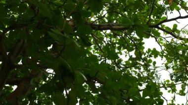 Ağaçta iguana, yeşil yaprakta kertenkele, yeşil renkli küçük iguana.