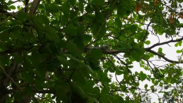 Una Piccola Iguana Siede Albero Fogliame Verde — Video Stock