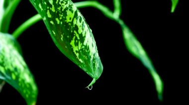 Siyah arka planda bir damla su yeşilliklerden aşağı akar. Yaprakların üzerindeki çiğ tanesi. Siyah arka planda çiçek arkaplanı