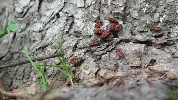 Genre Insectes Des Soldats Rouges Sur Écorce Arbre Reproduisent Des — Video