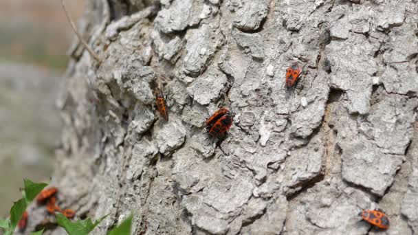 Bedbugs Εκκρίνουν Προνύμφες Κόκκινο Στρατιώτη Σκαθάρια Αναπαράγονται Σκαθάρια Κόκκινο Carapace — Αρχείο Βίντεο