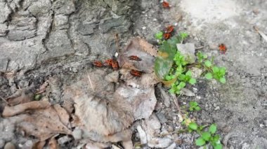 Böcekler yaprakların arasında sürünerek çoğalıyorlar. Bir böcek cinsi, ağacın kabuğunda kırmızı askerler, kırmızı kabuklu bir grup böcek.