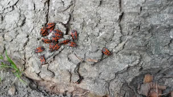 许多甲虫沿着树皮爬行繁殖 臭虫一群昆虫 树皮下的红色士兵 一群长着红色外壳的甲虫 — 图库视频影像