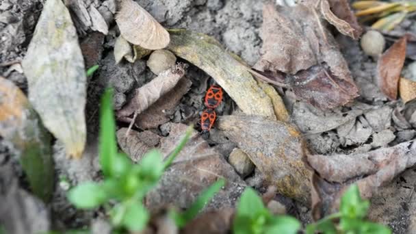 红色甲虫滋生 士兵是树皮上的昆虫 春季甲虫 — 图库视频影像