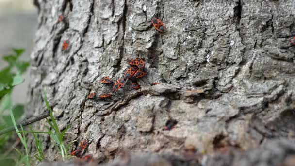 木の樹皮には多くの赤いカブトムシがあり 赤い兵士は昆虫の種です 赤い甲虫の繁殖 — ストック動画