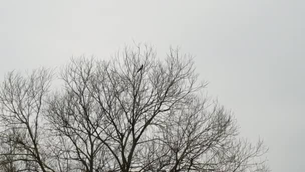 Una Gazza Siede Albero Senza Foglie Uccello Albero Tempo Nuvoloso — Video Stock