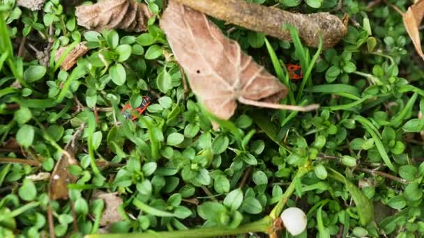 Skalbaggar Kryper Genom Gröna Bladen Ett Släkte Insekter Röda Soldater — Stockvideo