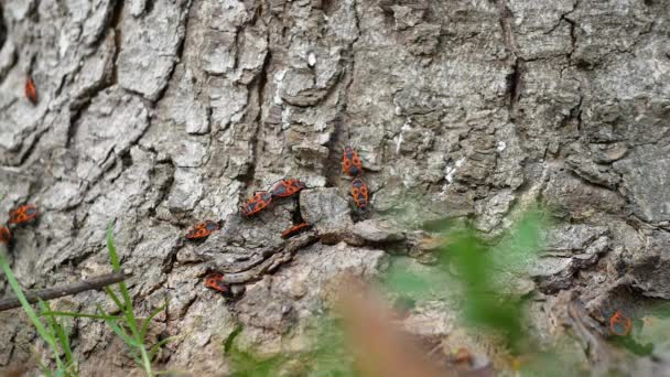 红色甲虫繁殖 昆虫是树皮上的红色士兵 甲壳虫爬到树上 — 图库视频影像