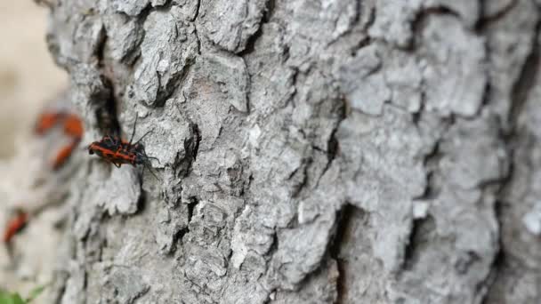 Asker Böcekler Bir Ağacın Kabuğunda Ürerler Kırmızı Böcekler — Stok video