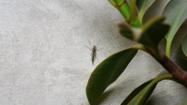 Komár Stříbřité Stěně Obrovský Komár Bytě Okřídlený Hmyz — Stock video