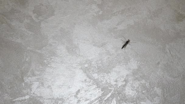Mosquito Viejo Insecto Alado Mosquito Sienta Pared Insecto Apartamento Pared — Vídeos de Stock