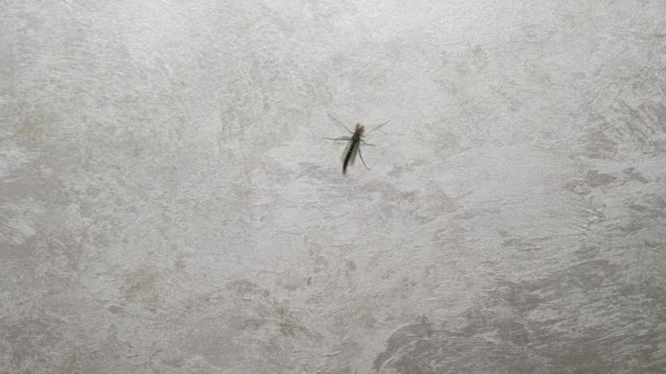 Die Mücke Der Wand Kriecht Insektenmutierte Stechmücke — Stockvideo