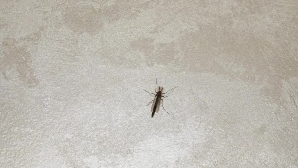 Inseto Alado Mosquito Fica Parede Inseto Apartamento Parede Mosquito Sofreu — Vídeo de Stock