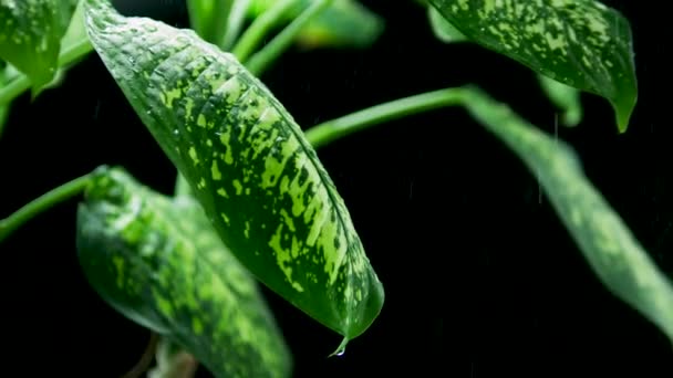 Πράσινο Φύλλωμα Μαύρο Φόντο Ποτίζει Ένα Πράσινο Φυτό Ikebana Φόντο — Αρχείο Βίντεο