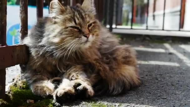 Söt Gatukatt Ligger Trottoaren Katten Hemlös Katten Smulas Sönder Med — Stockvideo