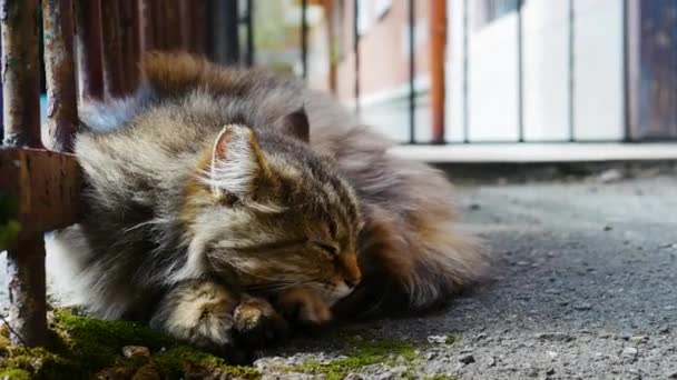 Een Schattige Straatkat Slaapt Stoep Kat Dakloos — Stockvideo