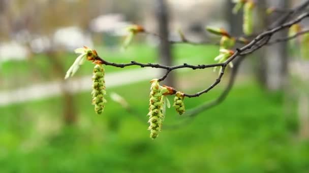 Árbol Con Pendientes Colgantes Árbol Primavera Floreciente Hermosos Colgantes Árboles — Vídeos de Stock