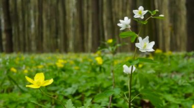 Rüzgarda salınan güzel bir derinliğe sahip güzel çiçekler. Ormanda bahar çiçekleri, doğa arka planı, beyaz yapraklı güzel çiçekler. Çiçek çayırı