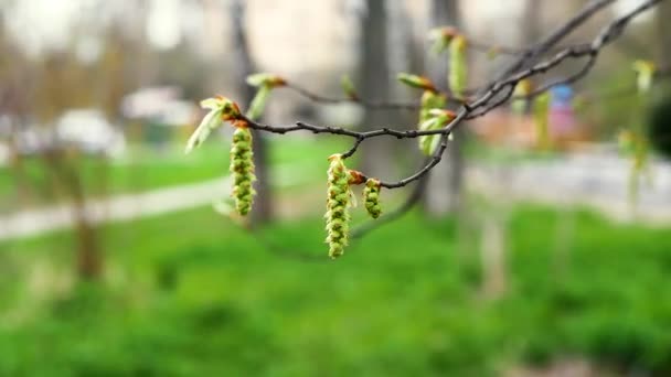 Een Boom Met Oorbellen Een Bloeiende Lenteboom Prachtige Hangers Aan — Stockvideo