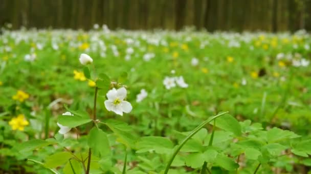 Krásné Květiny Houpají Větru Jarní Květiny Lese Přírodní Zázemí Krásné — Stock video