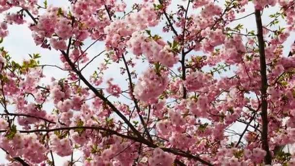 Όμορφο Δέντρο Sakura Άνθη Κερασιάς Άνθη Sakura — Αρχείο Βίντεο