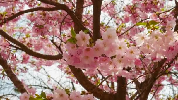 Ramo Sakura Florescente Balançando Vento Bela Árvore Sakura Flores Cereja — Vídeo de Stock