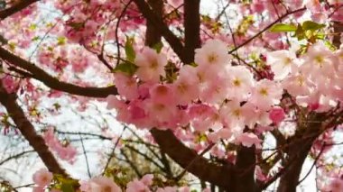 Çiçekli sakura dalı. Güzel sakura ağacı, kiraz çiçekleri. Kamera hareketiyle inanılmaz güzel pembe sakura çiçekleri. Bahar çiçekleri